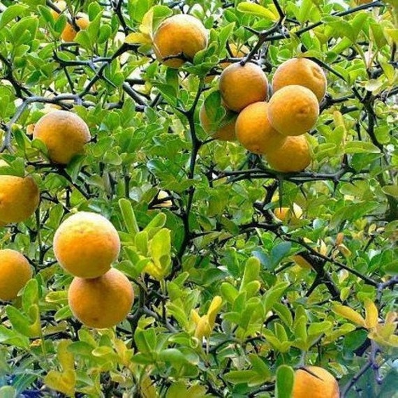 Hardy orange Poncirus trifoliata 100 seeds