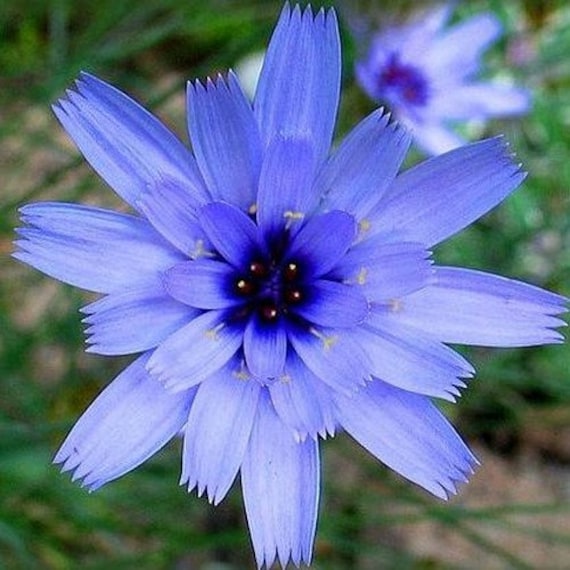 Cupid's Dart Blue Flower Seeds (catananche Caerulea ) 30+seeds - Etsy