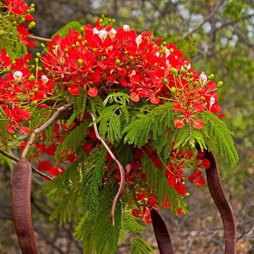 Royal Poinciana Tree Seeds (delonix Regia) 5+seeds - Etsy