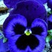 see more listings in the Flowers and Plants section