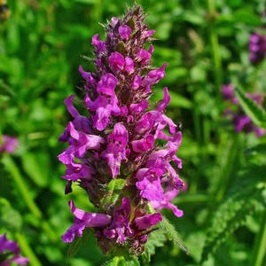 Wood Betony Flower Seeds Stachys Officinalis 30Seeds image 3