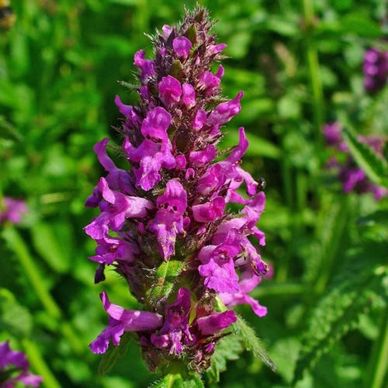 Wood Betony Flower Seeds Stachys Officinalis 30Seeds image 3