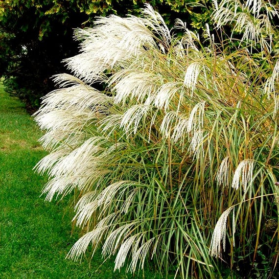 Chinese Silver Grass Seeds (miscanthus Sinensis Early Hybrids) 30+seeds -  Etsy