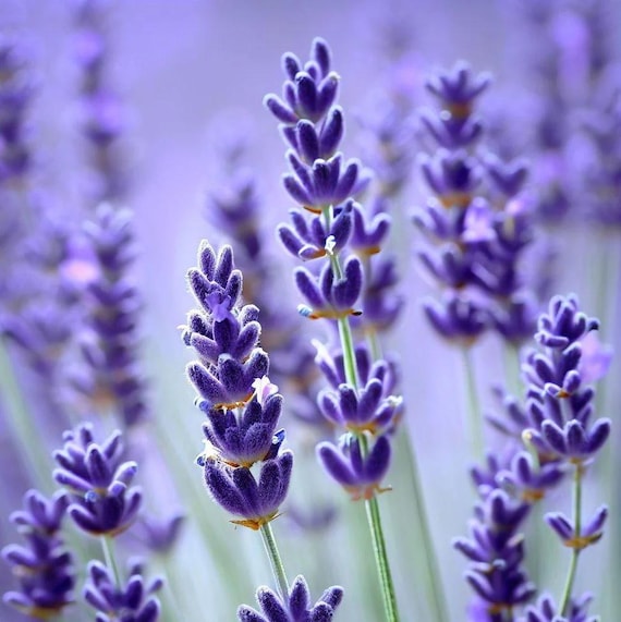Lavender Hidcote Flower Seeds (lavandula Angustifolia) 50+seeds - Etsy  Denmark