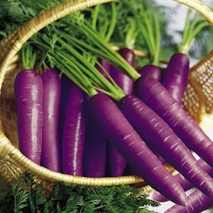 Carrot Purple Haze Vegetable Seeds (daucus carota) 50+Seeds
