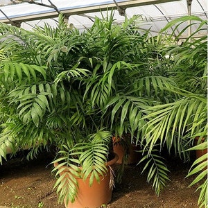 Parlor Palm Tree Seeds Chamaedorea elegans 10Seeds image 3