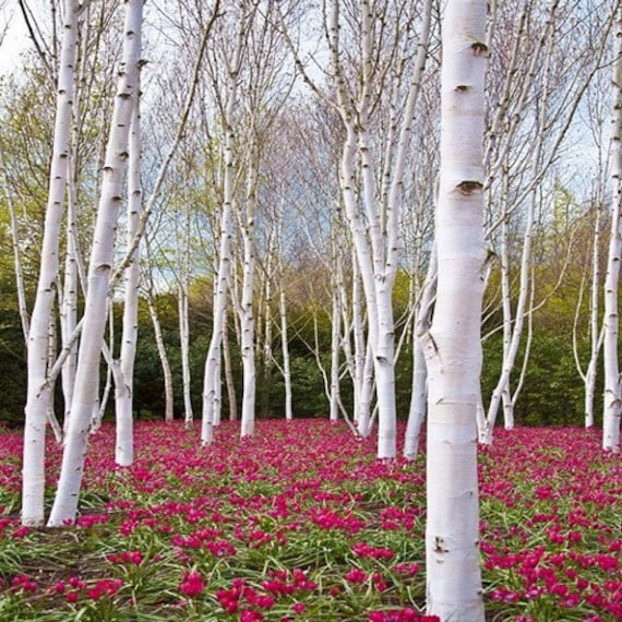 Betula papyrifera FAST-GROWING TREE SHOWY! 50+ White Paper Birch Tree Seeds Betula papyrifera FAST-GROWING TREE SHOWY! 50+ White Paper Birch Tree Seeds