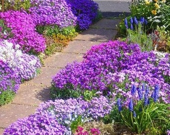 Rockcress Cascading Mix Flower Seeds (Aubrieta Hybrida) 50+Seeds