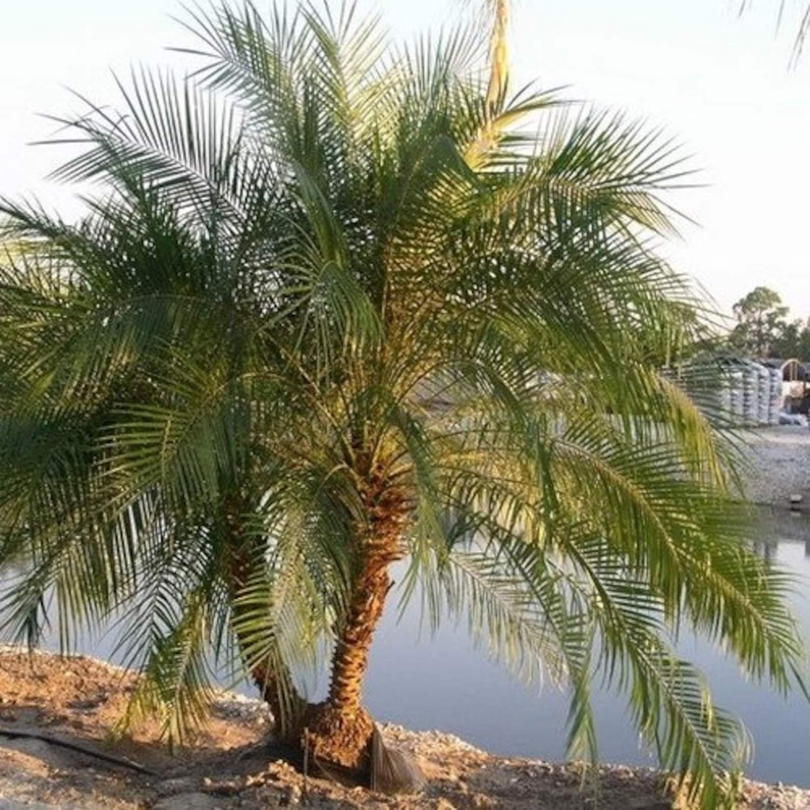Pygmy date palm tree seeds phoenix roebelenii 10seeds etsy