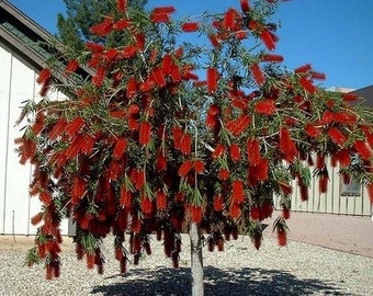 Captain Cook Bottlebrush Seeds (Callistemon Viminalis) 25+Seeds