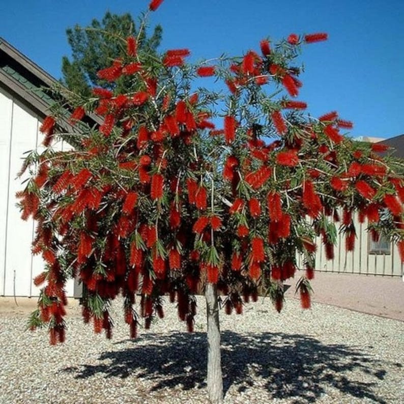 Captain Cook Bottlebrush Seeds Callistemon Viminalis 25Seeds image 1