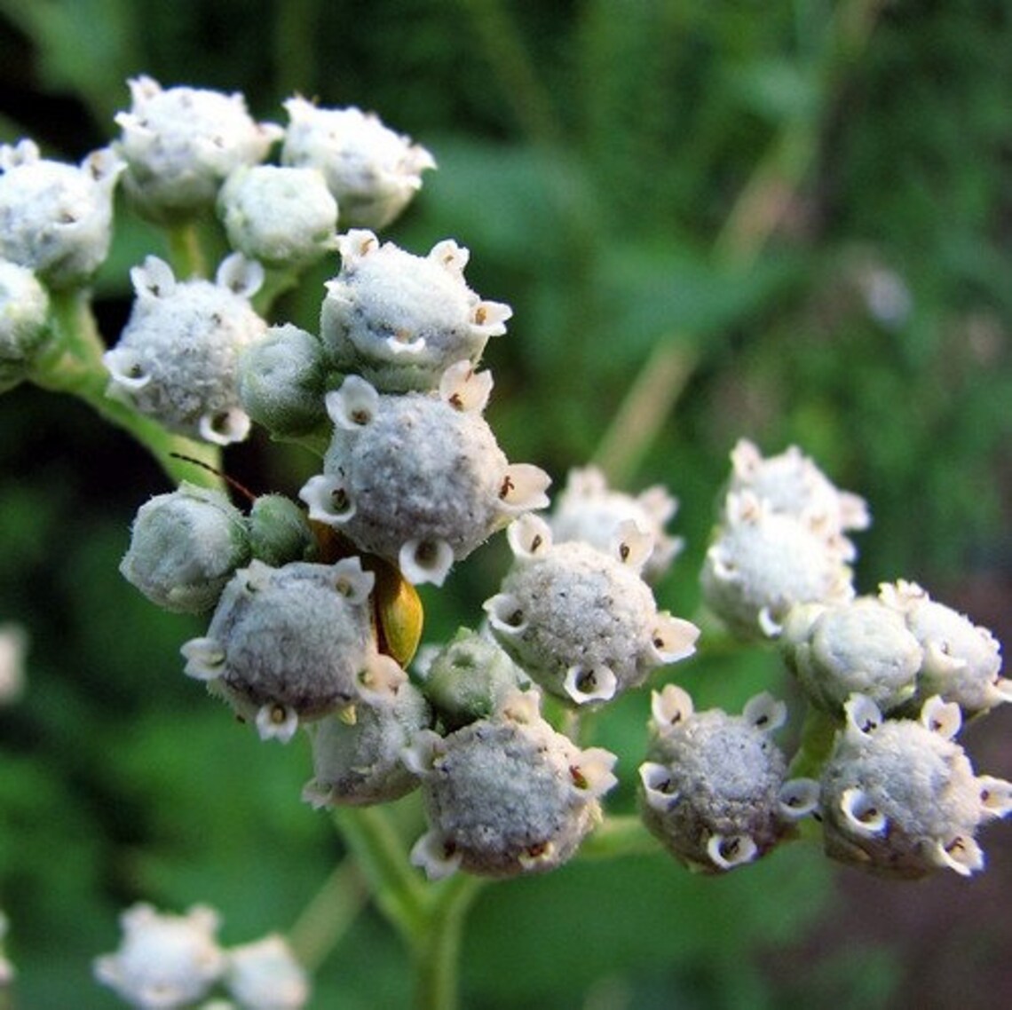 Wild Quinine Plant Seeds parthenium Integrifolium 40seeds Etsy