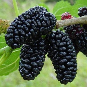 Black Mulberry Bush Seeds (Morus nigra) 50+Seeds