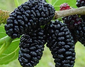 Black Mulberry Bush Seeds (Morus nigra) 50+Seeds