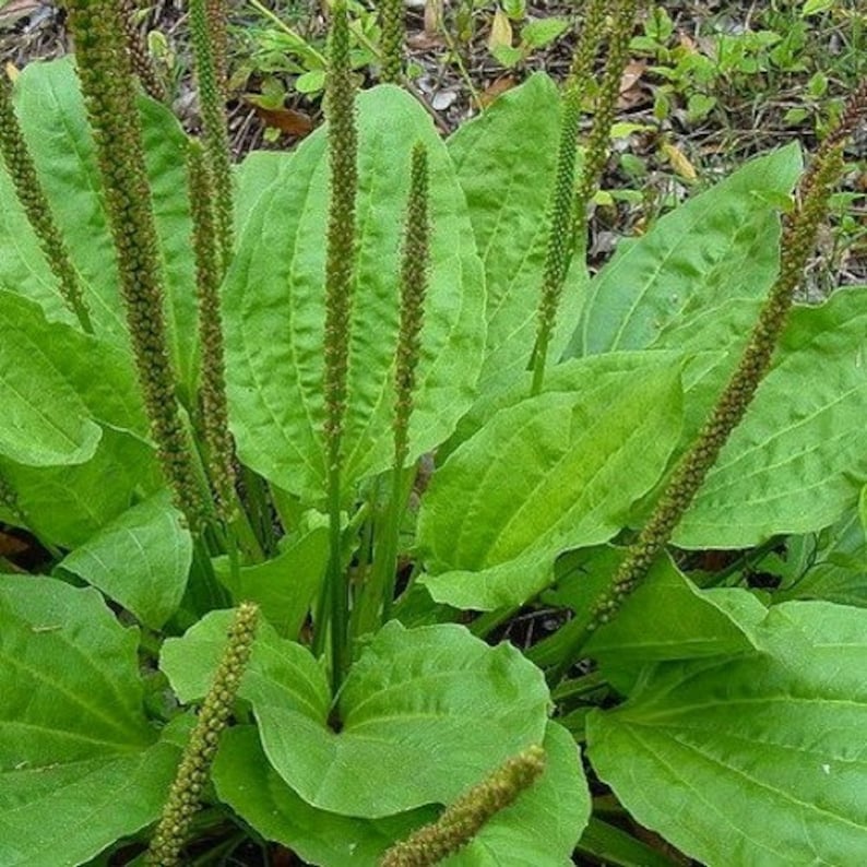 Plantain Large Leaf Herb Seeds Plantago Major Rosularis 200Seeds image 1