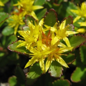 Sedum Aizoon Succulent Seeds Sedum Aizoon 50Seeds image 3