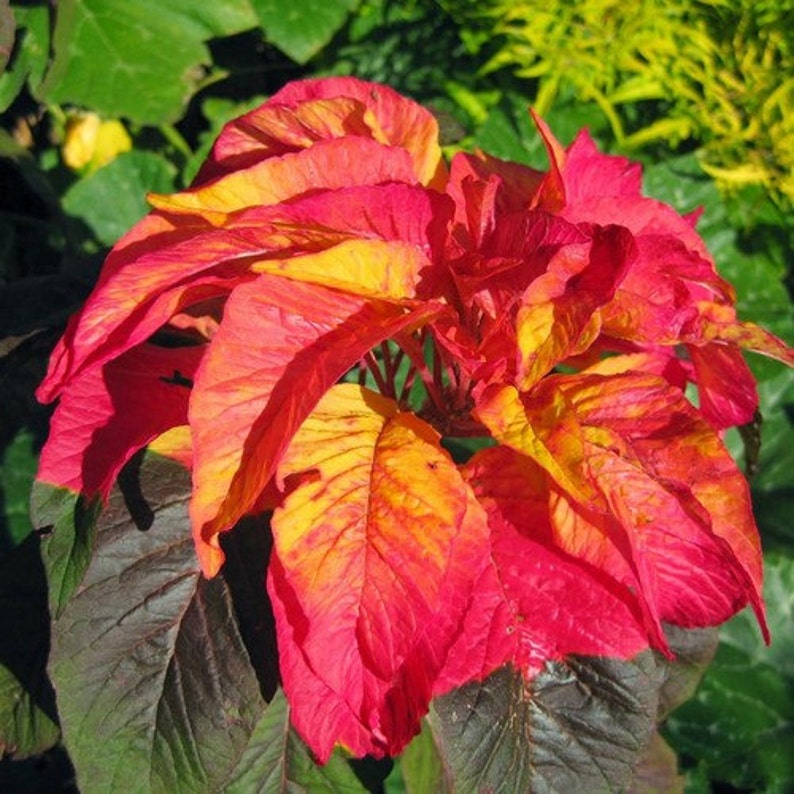 Amaranthus Bicolor Illumination Flower Seeds Summer Poinsettia 200 Seeds image 1