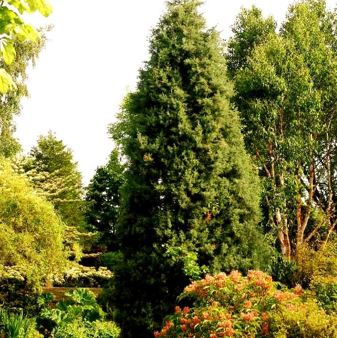 Arizona Cypress Tree Seeds (Cupressus arizonica) 25+Seeds - Etsy 日本