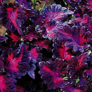 Coleus Black Dragon Flower Seeds Solenostemon scutellarioides 15Seeds image 2