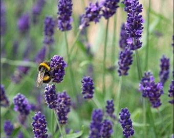 English Lavender Flower Seeds (Lavandula Angustifolia-Vera) 200+Seeds