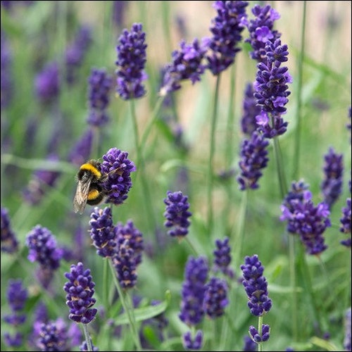 English Lavender Flower Seeds (Lavandula Angustifolia-Vera) 200+Seeds