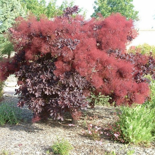 are juul mango pods coming back My Fabulous Smoke Tree