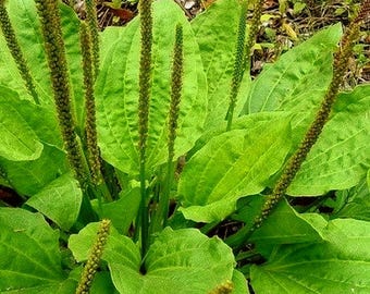 Plantain Large Leaf Herb Seeds (Plantago Major Rosularis) 200+Seeds