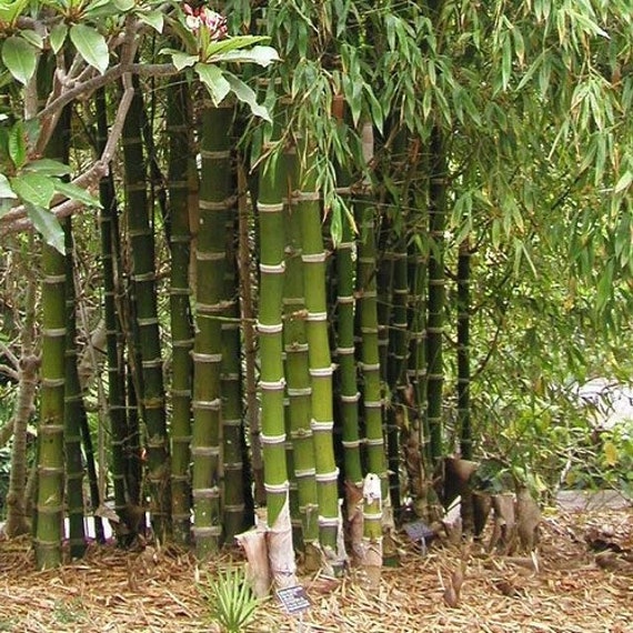 Bambusa bambos 15-1000 Seeds Bambusa arundinacea Giant Indian Thorny Bamboo