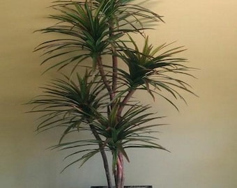 Blue Dracaena Mountain Cabbage Tree Seeds (Cordyline indivisa) 50+Seeds