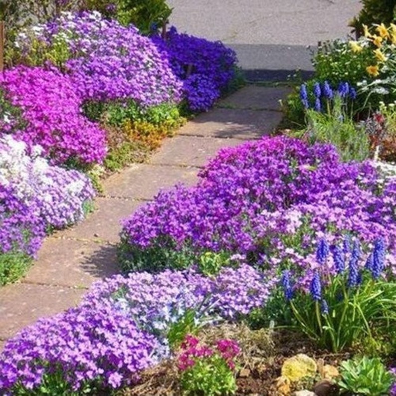 Rockcress Royal Mix Flower Seeds Aubrieta Hybrida 100Seeds image 2