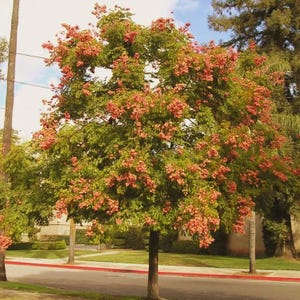 Chinese Flame Tree Seeds (Koelreuteria bipinnata) 15+Seeds