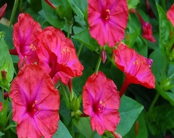 Four O Clock Pink Flower Seeds (Mirabilis Jalapa) 50+Seeds