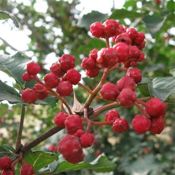 Chinese Sichuan Pepper Tree Seeds Zanthoxylum bungeanum Etsy