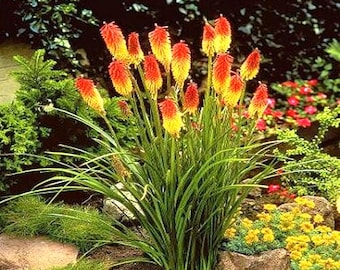 Red Hot Poker Flower Seeds (Kniphofia Caulescens) 50+Seeds