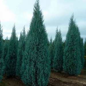 Arizona Cypress Tree Seeds Cupressus arizonica 25Seeds image 1