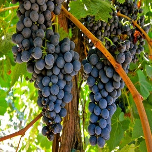 Grape Vine Seeds (Vitis vinifera) 30+Seeds