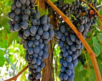 Grape Vine Seeds (Vitis vinifera) 30+Seeds