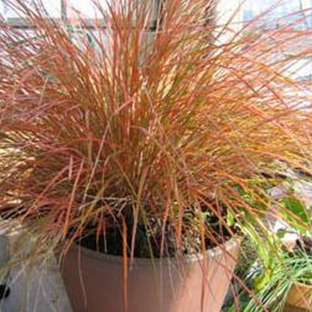 50 Pheasant Tail Grass Seeds (Stipa Arundinacea) - New Zealand Ornamental Feather Reed Grass