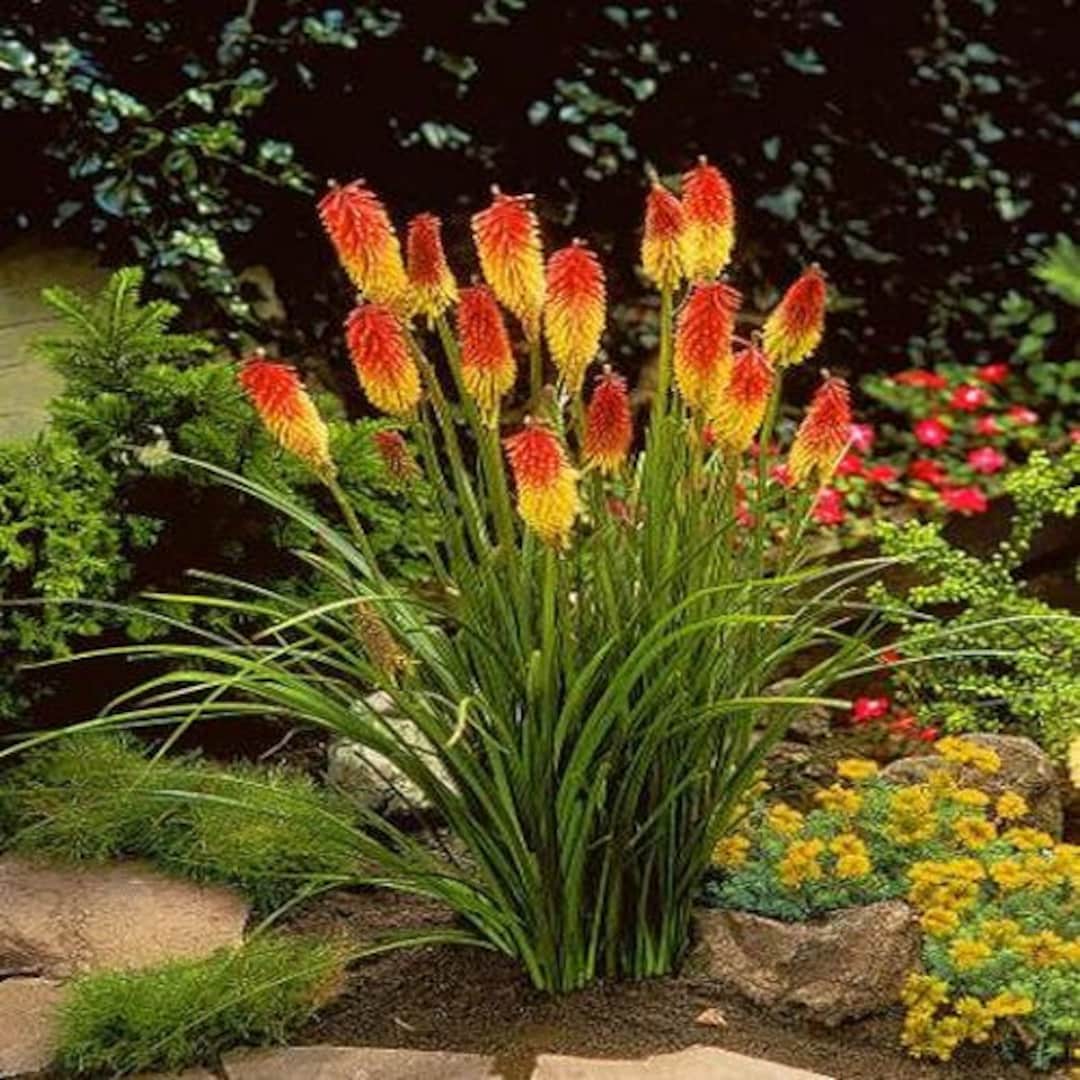 Spectacular Red Hot Poker Seeds Design for Mobile Spectacular Red Hot Poker Seeds Design for Mobile