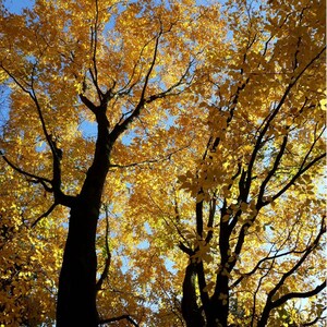 Black Birch Tree Seeds (Betula lenta) 50+Seeds image 1