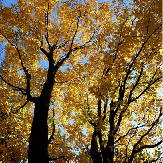 Black Birch Tree Seeds (Betula lenta) 50+Seeds