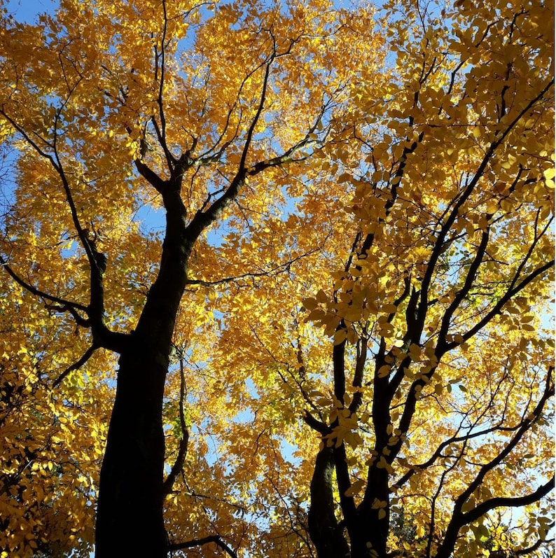 Black Birch Tree Seeds (Betula lenta) 50+Seeds image 1