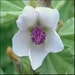 see more listings in the Flowers and Plants section