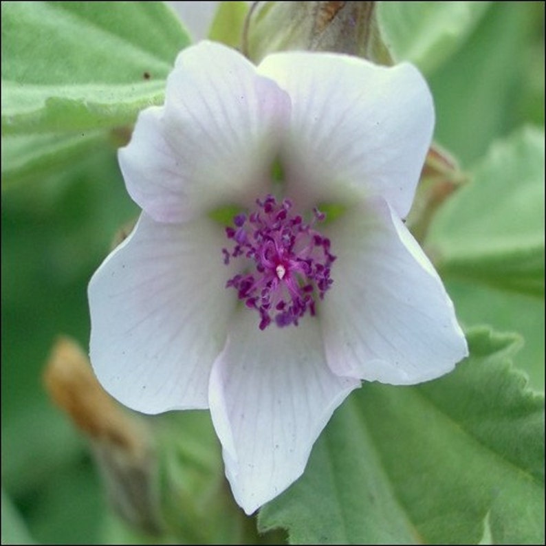 Marsh Mallow Flower Seeds Althaea Officinalis 50Seeds image 1