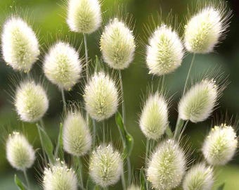 Bunny Tails Ornamental Grass Seeds (Lagurus ovatus) 50+Seeds