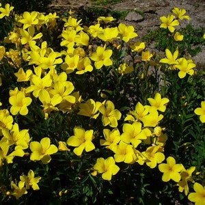 Yellow Flax Flower Seeds Linum Flavum Compactum 50Seeds image 2