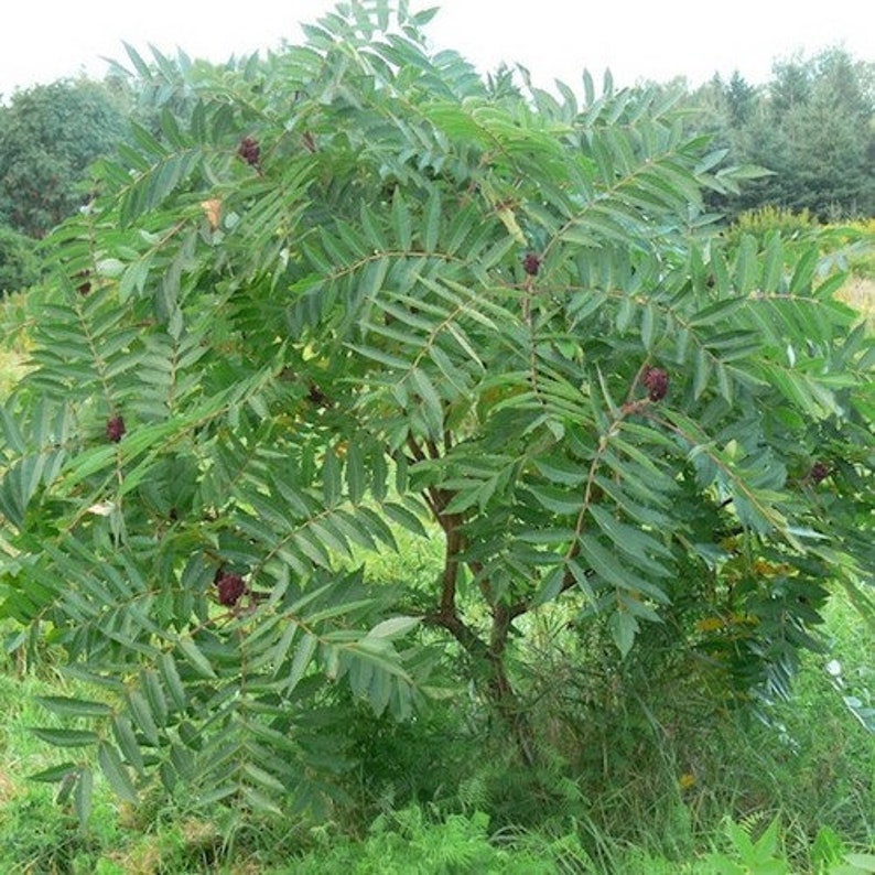 Staghorn Sumac Tree Seeds rhus Typhina 40seeds Etsy