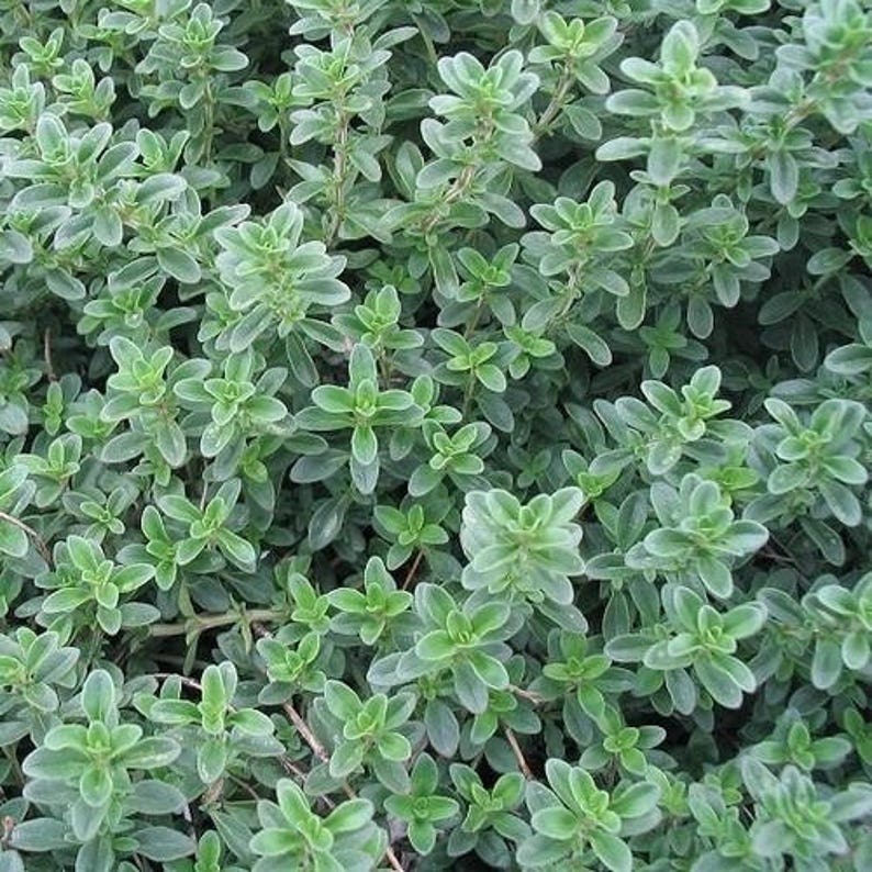 creeping thyme mother of thyme creeping thyme mother of thyme