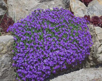 Rockcress Cascading Purple Flower Seeds (Aubrieta Hybrida) 50+Seeds