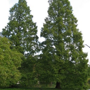 metasequoia dawn redwood metasequoia dawn redwood
